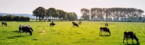 DEFRA animals in a field