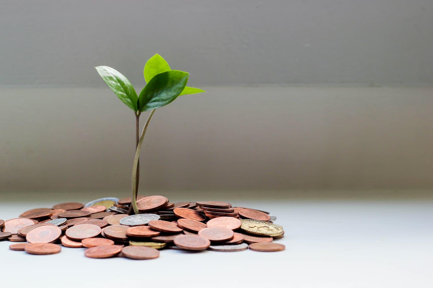 Coins on a white table with a plant growing out of them.